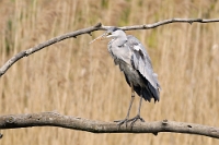1326 Ardea cinerea (Airone cenerino)